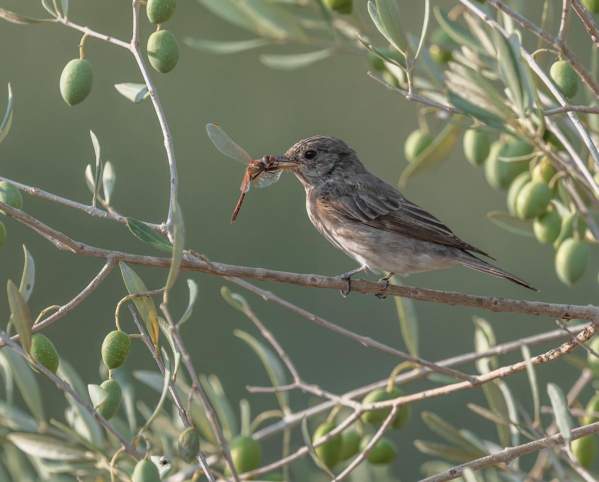 Biologische extra-vierge olijfolie uit El Perello